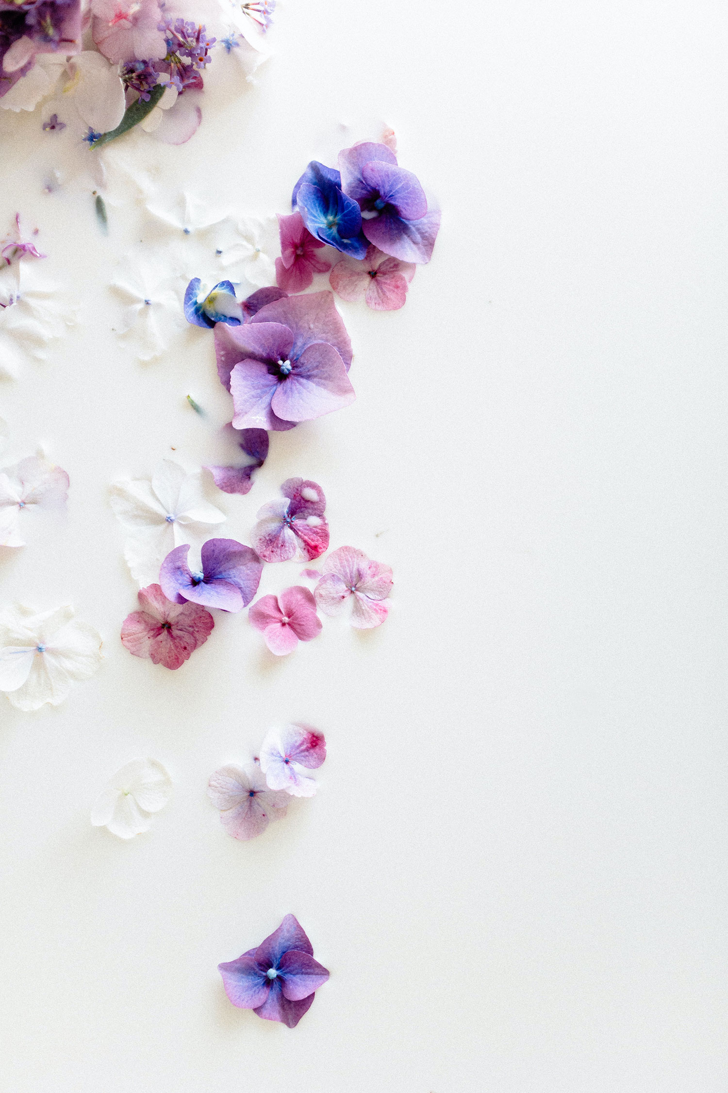 Blüten auf weißen Grund - Achtsamkeitskurs Online